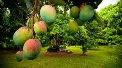 অনেকেই বলে থাকেন, ডায়াবেটিস রোগীরা আম খেতে পারবেন না।