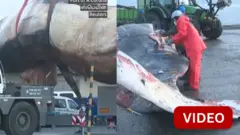 திமிங்கிலம் 