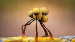 Una foto en primerísimo plano del moho deslizante. Su apariencia es como cinco esferas amarillas sobre unos tallos doblados marrones.