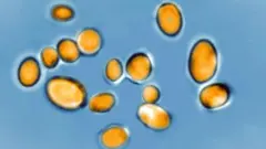 Mikroskop altında Candida auris mantarı 