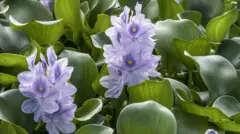 jacinto de agua dulce