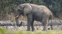 டெல்லி மிருககாட்சிசாலையில் இருந்த ஆப்பிரிக்க யானை சங்கர் 