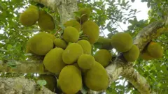 কাঁঠাল