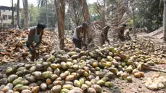 కొబ్బరి పంట, కోనసీమ