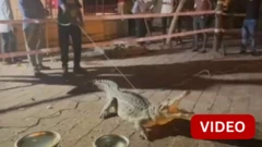 காணொளி: பயம் காட்டிய 7 அடி நீள முதலை- மீட்டது எப்படி?