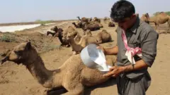 ఒంటె పాలు, ఆహారం, ఆరోగ్యం, ఆరోగ్య ప్రయోజనాలు