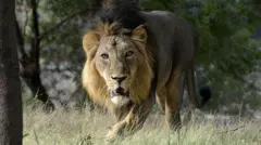 બીબીસી ગુજરાતી, ગુજરાત, એશિયાટિક સિંહ, બીબીસી, સિંહ, સિંહની ગણતરી