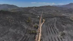 İzmir orman yangını sonrası görüntü