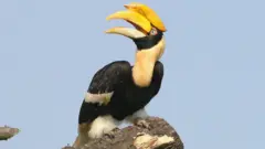 இருவாச்சி - உலக காட்டுயிர் தினம்