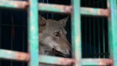 తోడేళ్ల దాడులు, ఉత్తర ప్రదేశ్, బహ్రైచ్,భారతదేశం-నేపాల్ సరిహద్దు