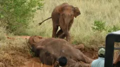 पर्यटन स्थळांमध्ये प्लास्टिकचा अतिरेकी वापर हत्तींसह वन्यजीवांसाठी एक मोठा धोका बनत चाललाय.