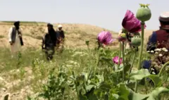 نیروهای طالبان و کشاورزان افغان در یک مزارع خشخاش