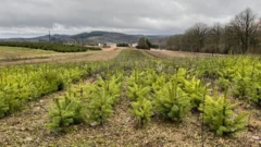 Plantaçãoaposta politica ktoarvoresaposta politica ktonatal na França