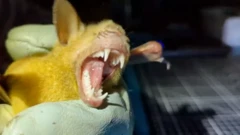 yello bat
