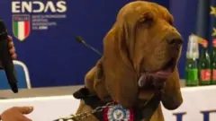 Bruno, lovački pas, sa odlikovanjem