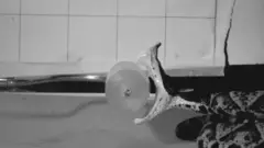 सर्पदंशको स्लो मोशन भिडिओको एक अंश