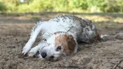 Fotografia coloridacnpj arbetycachorro branco e marrom deitadocnpj arbetycimacnpj arbetylama e cocô