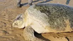 نجات یک لاکپشت واژگون در سواحل کنگان