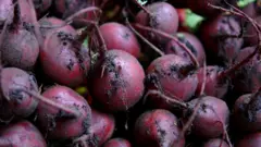 Foto of plenti beetroot wey dem just harvest