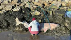 Em abril de 2026, um tubarão-da-Groenlândia morto encalhou na costa da Irlanda — o primeiro registro da espécie no país
