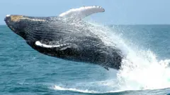 วาฬ บราซิล