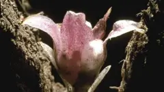 Орхідея Rhizanthella gardneri