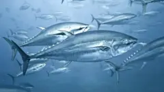 أسماك التونة