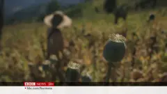 ဘိန်းစိုက်ဧက ၁၀၀၀ ကျော် TNLA ဖျက်ဆီး