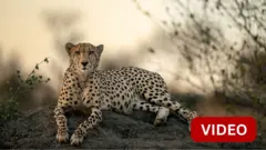 CHEETAH