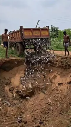 балык