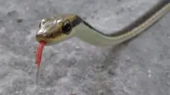 வெண்கல மரப் பாம்பு, விலங்கினம், குஜராத்