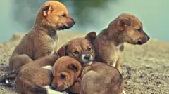 একদল কুকুরছানা