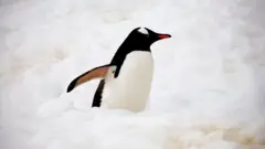 వైరల్ పెంగ్విన్, ఎన్‌కౌంటర్స్ ఎట్ ద ఎండ్ ఆఫ్ ది వరల్డ్