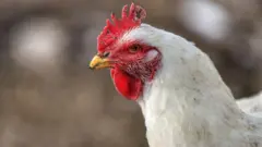 H5N1, એવિયન ફ્લૂ, બર્ડ ફ્લૂ ક્યારે પહેલી વખત જોવા મળ્યો, લોકોમાં બર્ડ ફ્લૂ કેવી રીતે ફેલાય? લોકોમાં બર્ડ ફ્લૂ ન ફેલાય તેના માટે શું કરવું, અશોક યુનિવર્સિટી મોડેલ, કોરોનાની જેમ બર્ડ ફ્લૂ ફેલાય અને ક્વોરેન્ટીન, બીબીસી ગુજરાતી સમાચાર