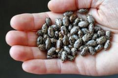 ગુજરાત : એરંડામાંથી બનતું રાઇસિન નામનું ઝેર શું છે, એ રાસાયણિક હથિયારોની યાદીમાં કેમ સામેલ છે?