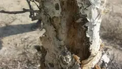 گگرال