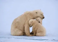 Ibikoko vya polar bear bibangamiwe n'ugushonga kw'urubura mu biyaga