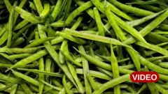 గోరు చిక్కుడు, అమెరికా, భారత్