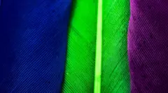 Penas na cor azul, verde e violeta