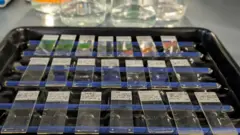 Uma bandeja preta com três fileiras de sete lâminas de vidro que podem ser colocadas sob um microscópio.