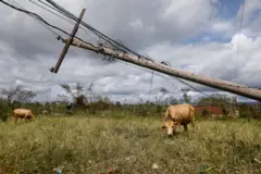 Vaca