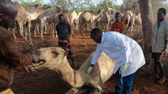 "Les chameaux ne peuvent pas faire face " : Comment la hausse des températures affecte les « navires du désert africain »