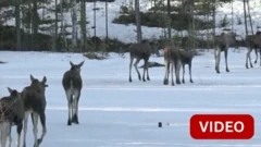 வலசை செல்லும் எல்க் மான்கள் 