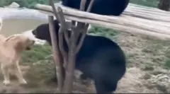 خرس بلوچ