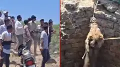 इरानबाट सिंहको उद्धार