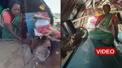 గూడు, పడవ 