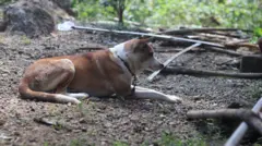 Seekor anjing milik seorang warga di Desa Fenun, Kabupaten Timor Tengah Selatan, diikat oleh pemiliknya untuk mencegah penularan rabies, Kamis (01/06). 
