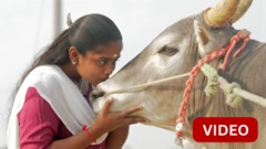 ஜல்லிக்கட்டில் தோல்வியே காணாத காளை - அழகுபேச்சியிடம் அடங்கும் சின்ன ஸ்டைல்