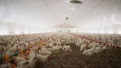Bir tavuk çiftliğinde yem yiyen ve gezen binlerce tavuk görülüyor. 