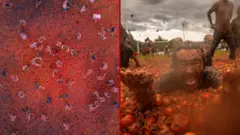 Kolumbija: Umesto lopte, paradajz